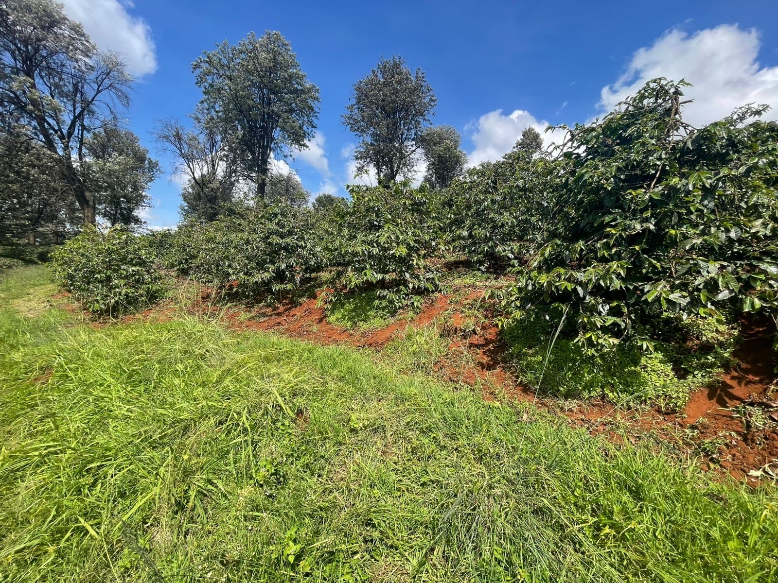 A smallholding in Kiambu — coffee under shade trees on volcanic red soil. Holdings of 0.3–0.5 ha like this one, not estates, make up the bulk of what we ship.