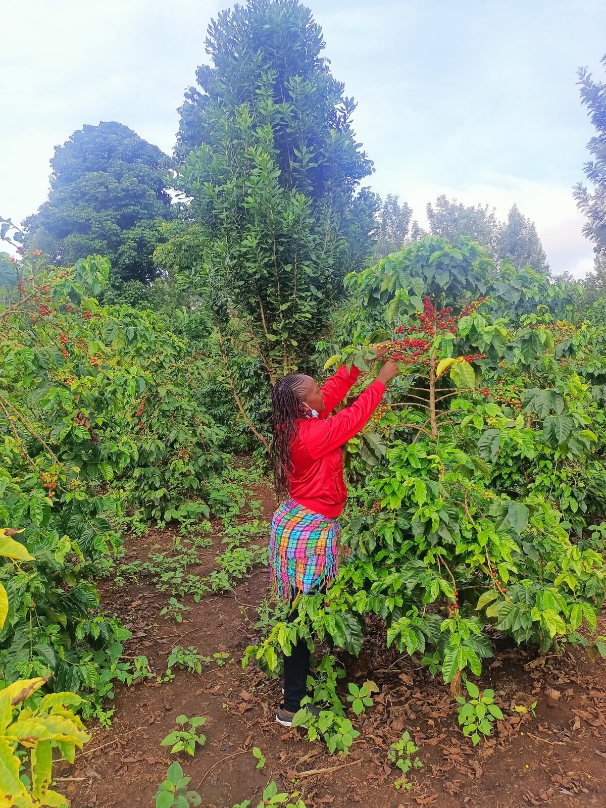 Cooperative members deliver the day's picking on foot in the late afternoon. Cherry is pulped the same evening it is picked; anything held overnight ferments in the sack and would carry that into the cup.